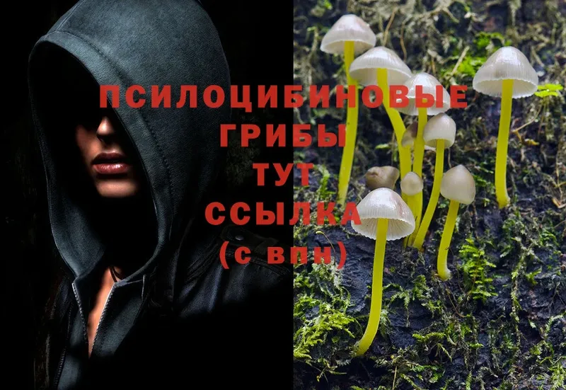 Галлюциногенные грибы Psilocybe  сколько стоит  Шагонар 